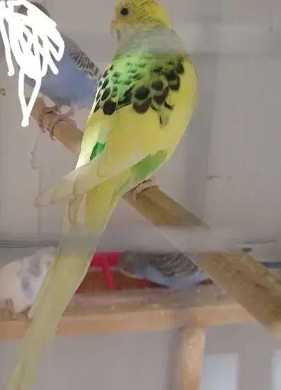 مرغ عشق تخم گذار|پرنده|سراب, |دیوار