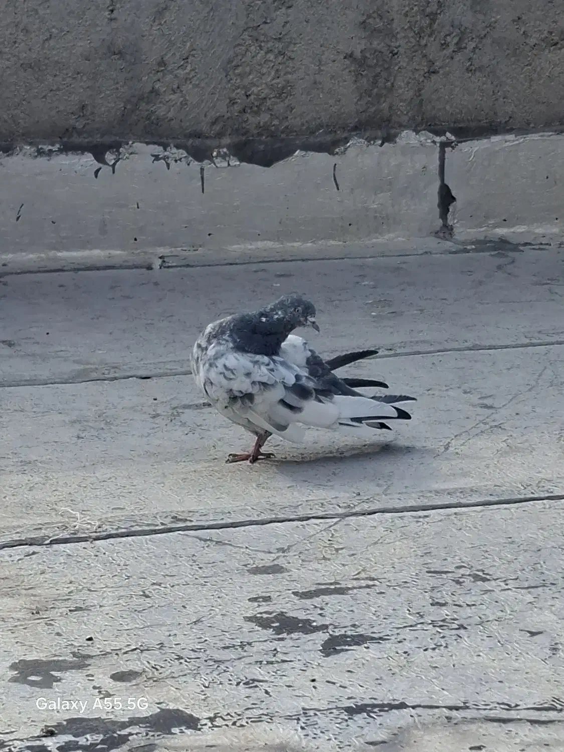 کبوتر|پرنده|شاهدشهر, |دیوار