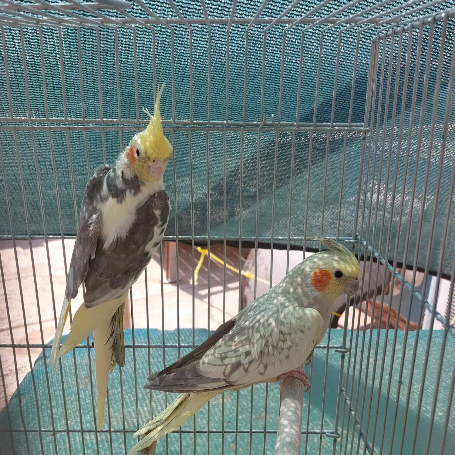 عروس هلندی|پرنده|شاهین‌شهر, دهخدا|دیوار