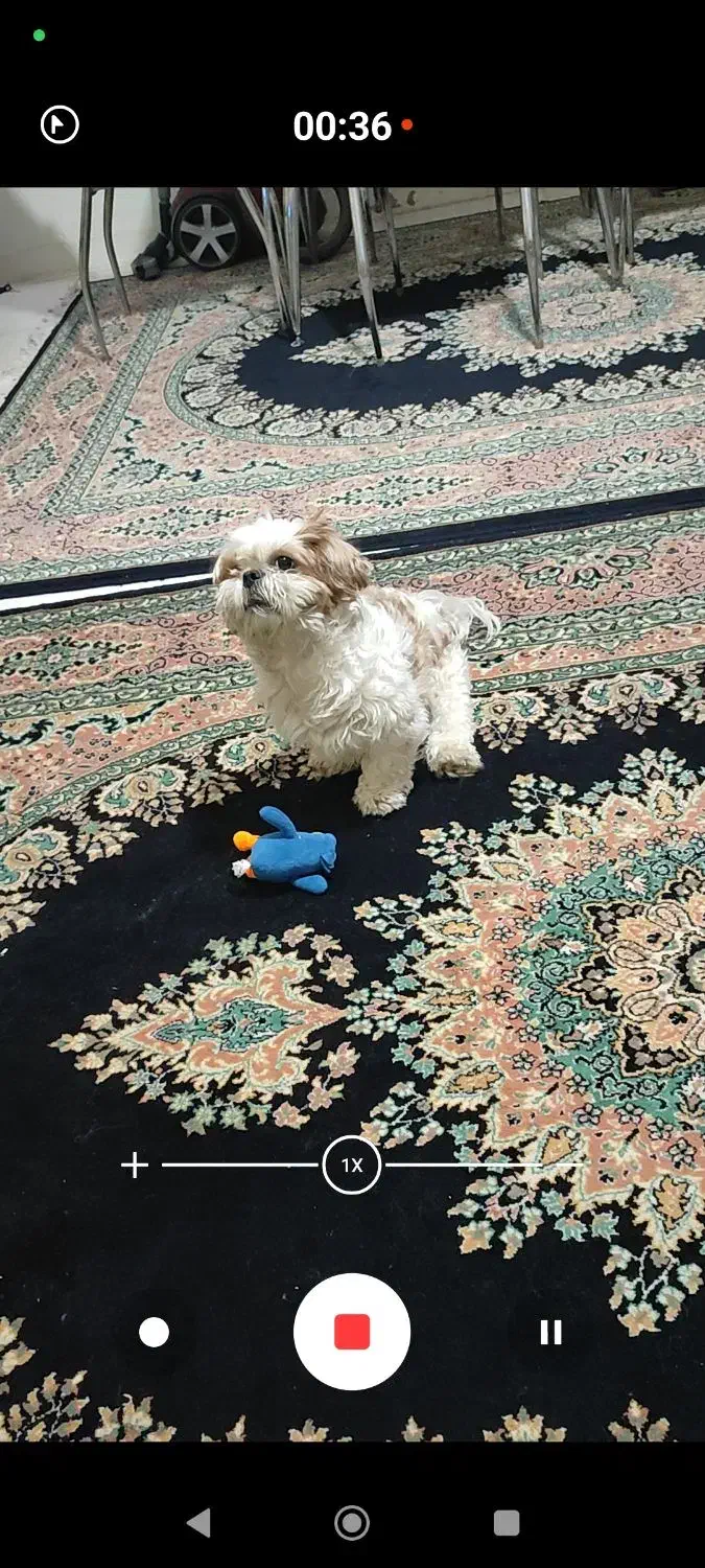 سگ دوست داشتنی به خانواده خوب واگذار میشه|سگ|فردیس, ثابتی|دیوار