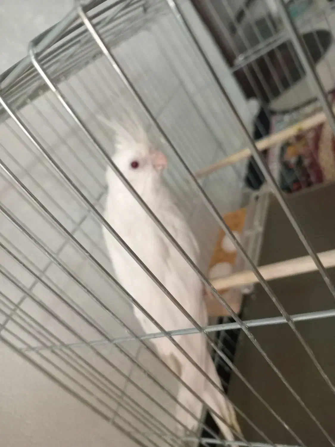 عروس هلندی ماده البینو|پرنده|اسلامشهر, مسکن مهر اسلاشهر (شهرک امام خمینی)|دیوار