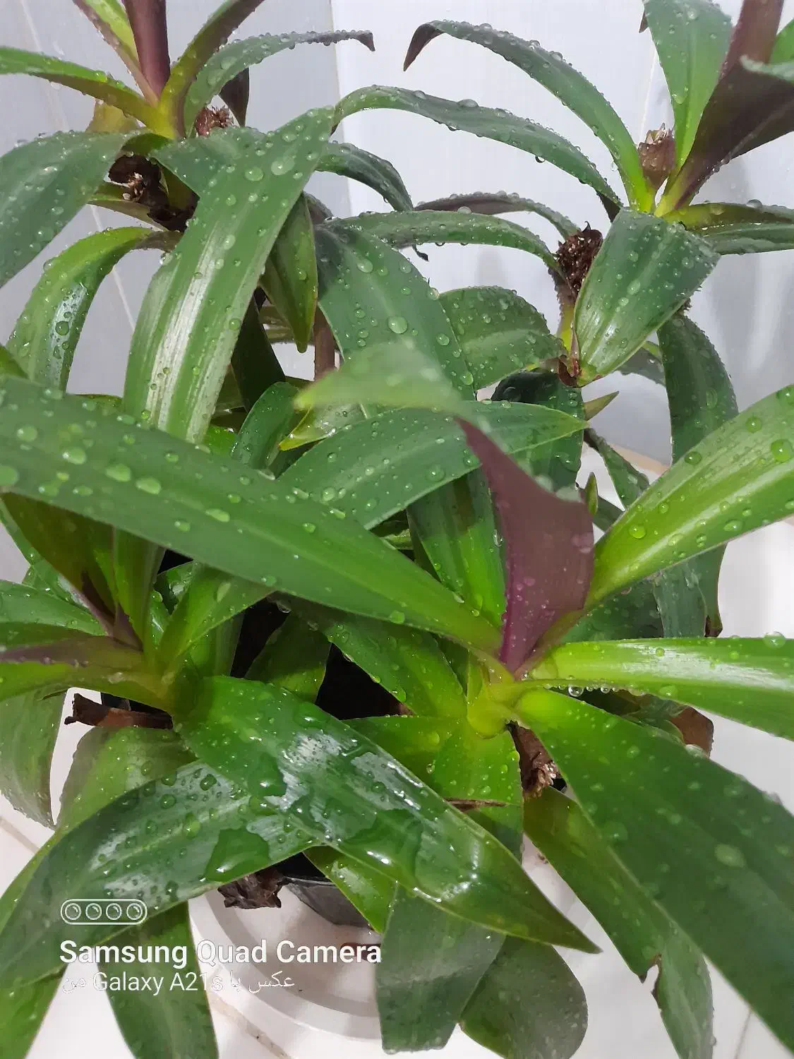 موسی درگهواره|گل و گیاه طبیعی|بروجرد, |دیوار