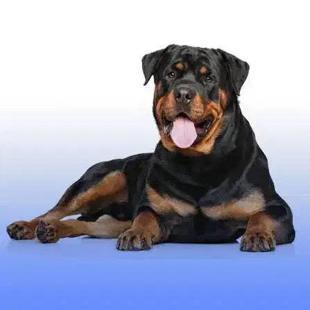 سگ روتوایلر گمشده|حیوانات|شیراز, دوکوهک|دیوار