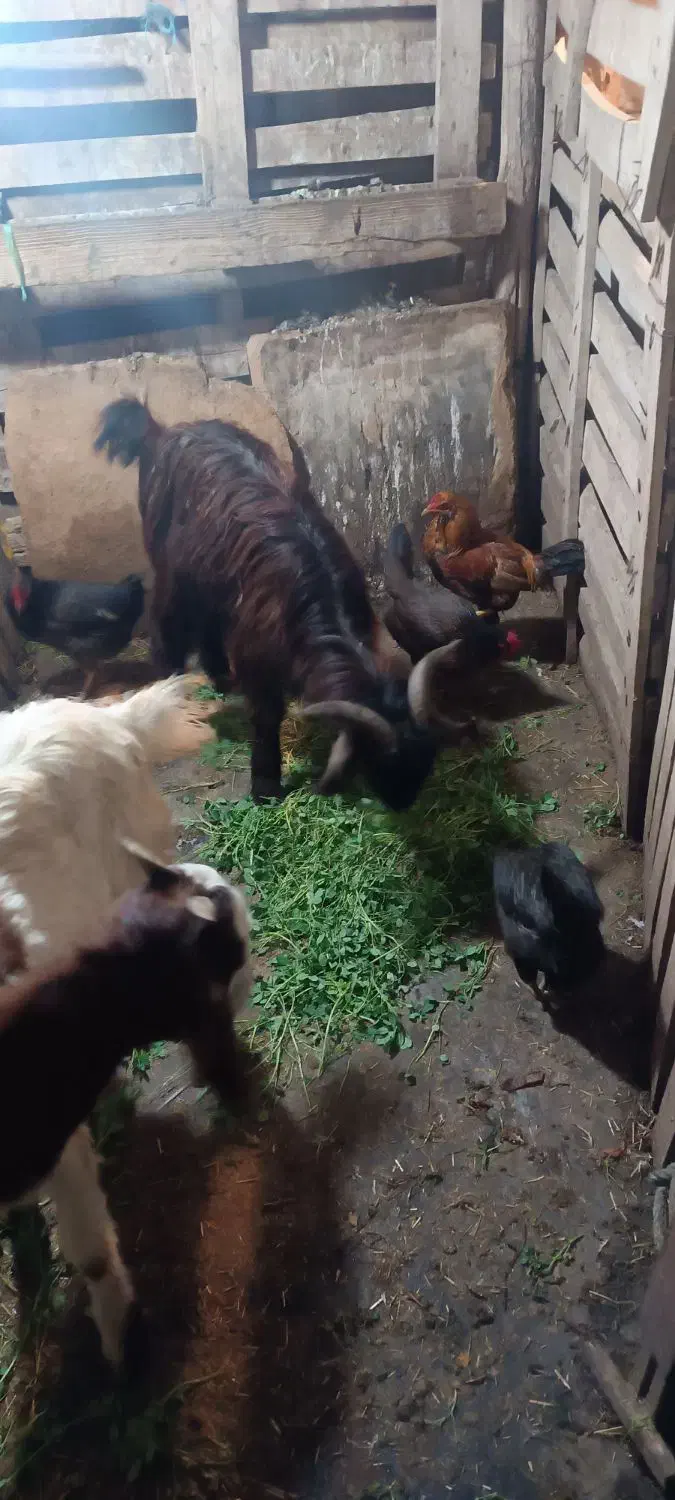 بز  فروشی|حیوانات مزرعه|بندر ماهشهر, |دیوار