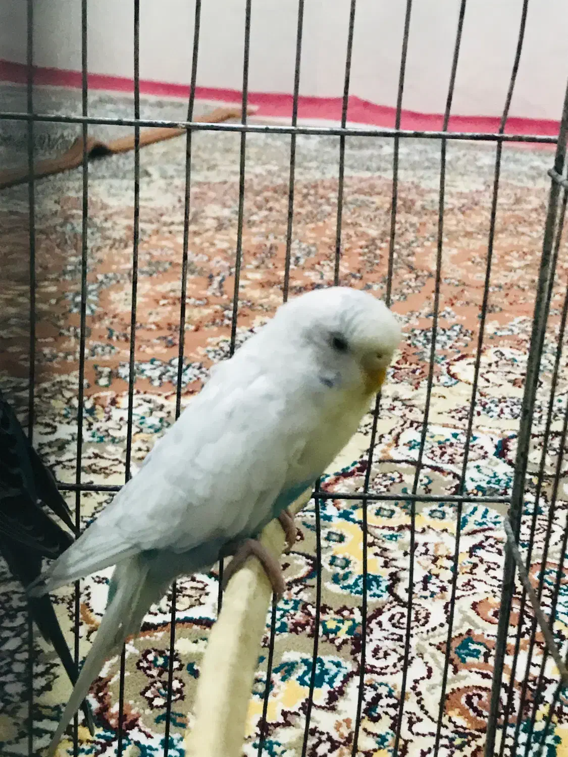 مرغ عشق|پرنده|پیرانشهر, |دیوار