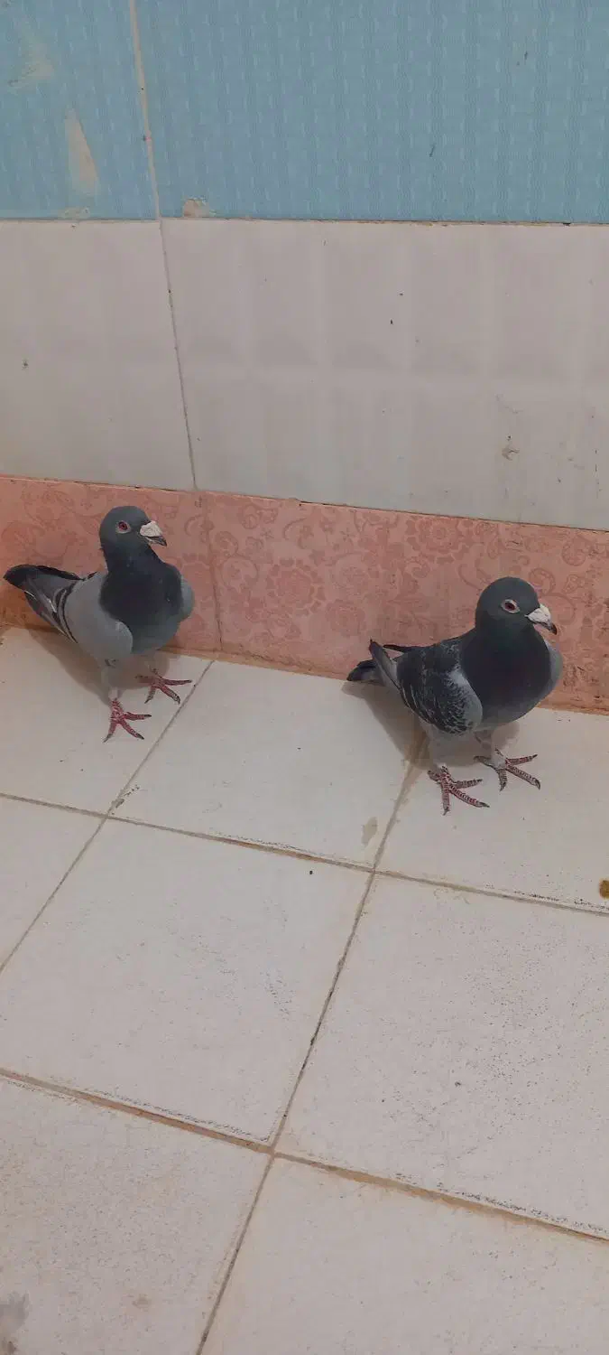 سبز سار|پرنده|شیروان (خراسان), |دیوار