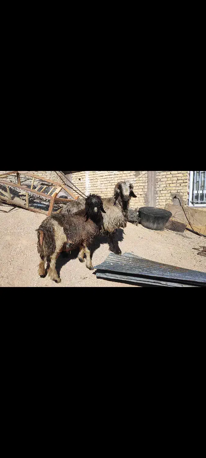 غوچ|حیوانات مزرعه|سپیدان, |دیوار