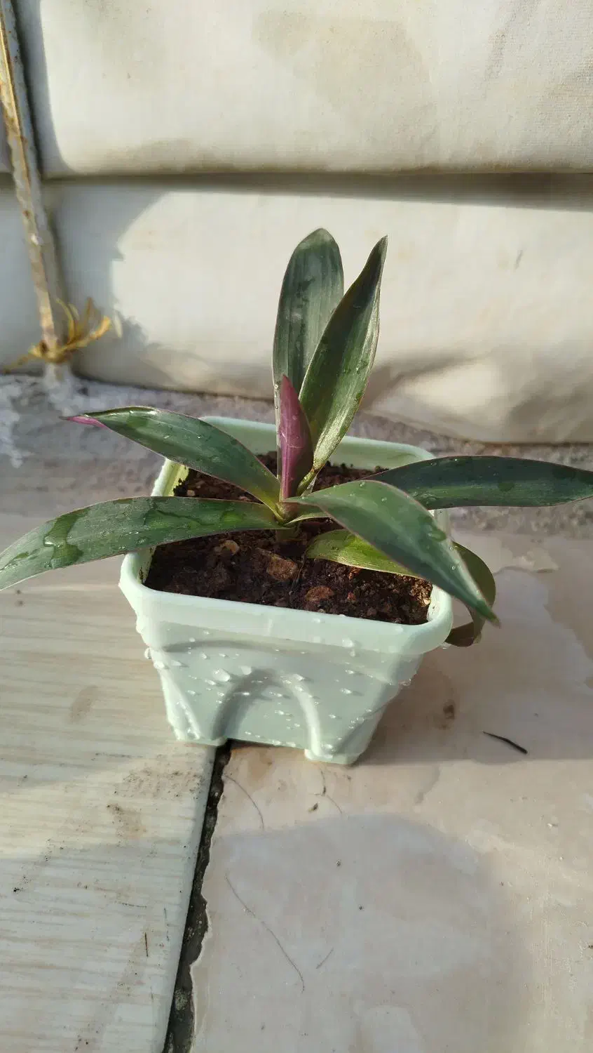 کاکتوس|زیورآلات و اکسسوری|سرپل ذهاب, |دیوار