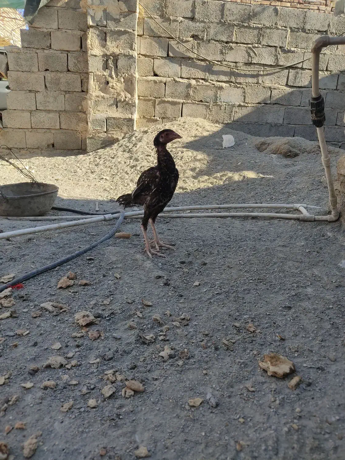 جوجه خروس لاری اصیل|حیوانات مزرعه|سراوان, |دیوار