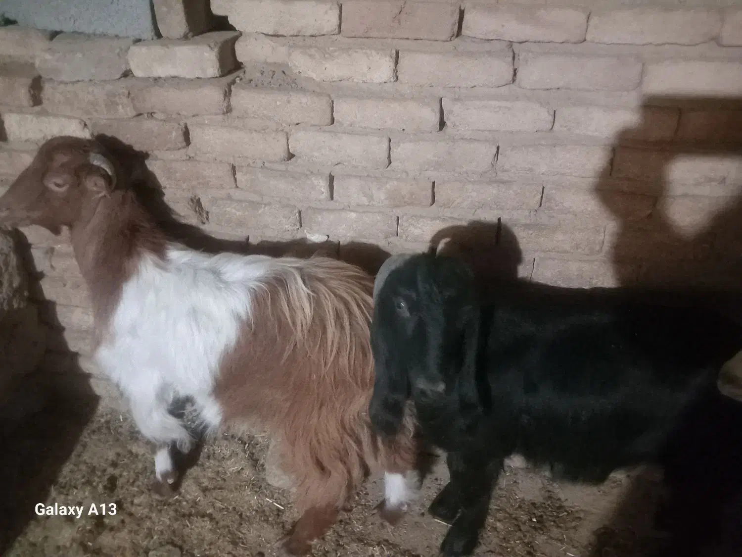 بز.|حیوانات مزرعه|فیروزآباد, |دیوار