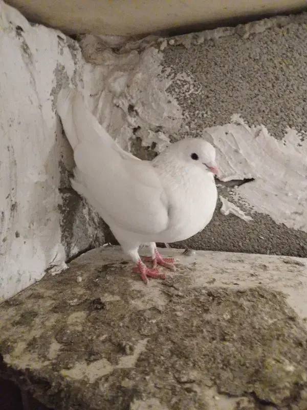 طوقی|پرنده|اردبیل, |دیوار