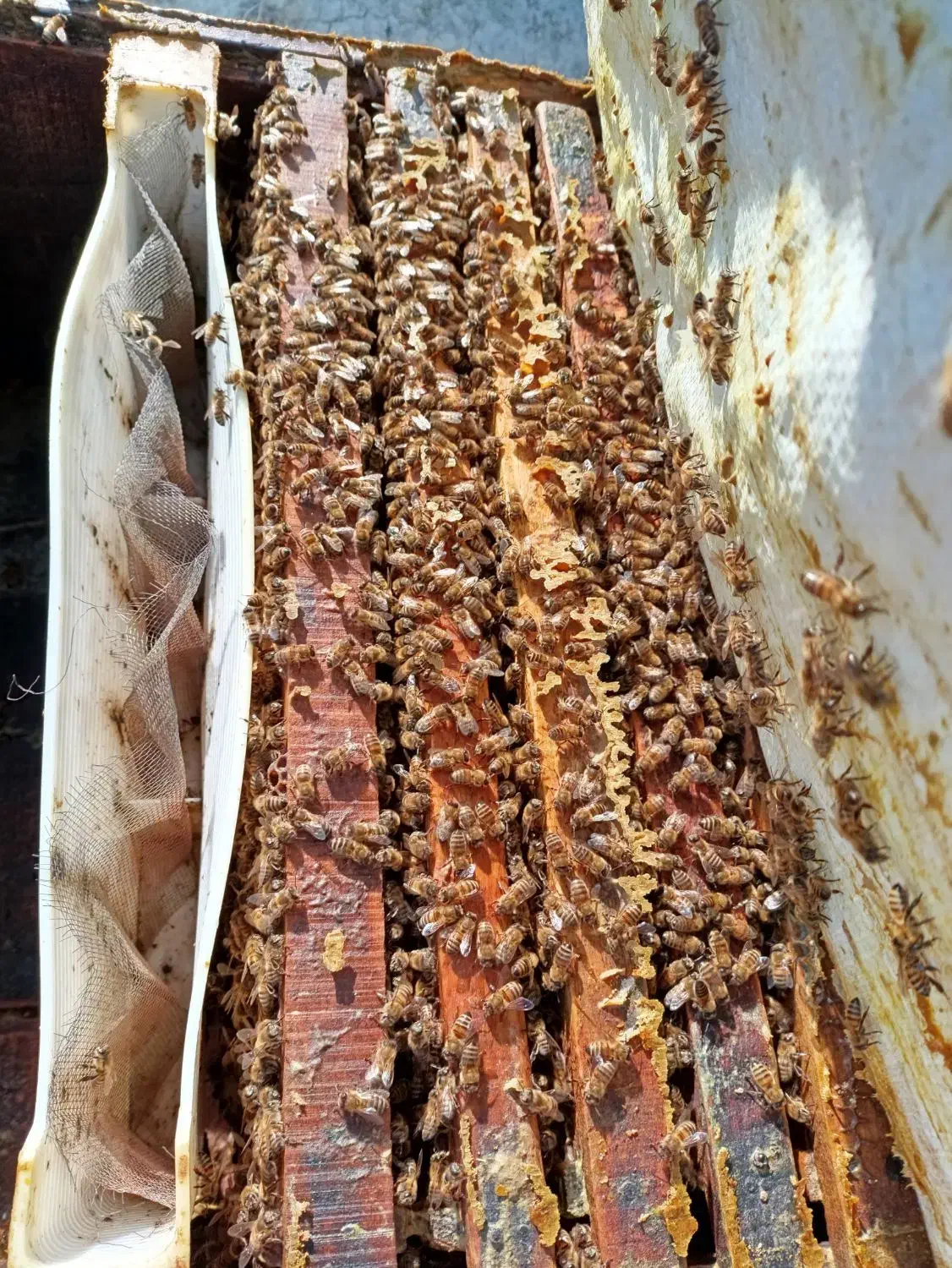 زنبورعسل‌آمریکایی|حیوانات مزرعه|مشگین شهر, |دیوار