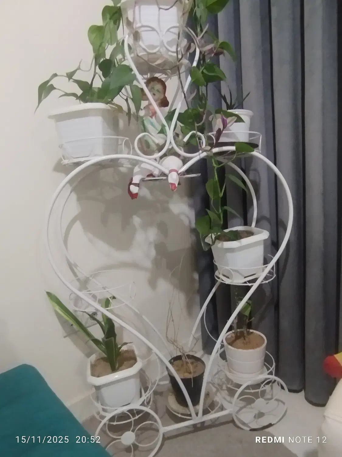 جاگلدونی|گل و گیاه طبیعی|دلیجان, |دیوار