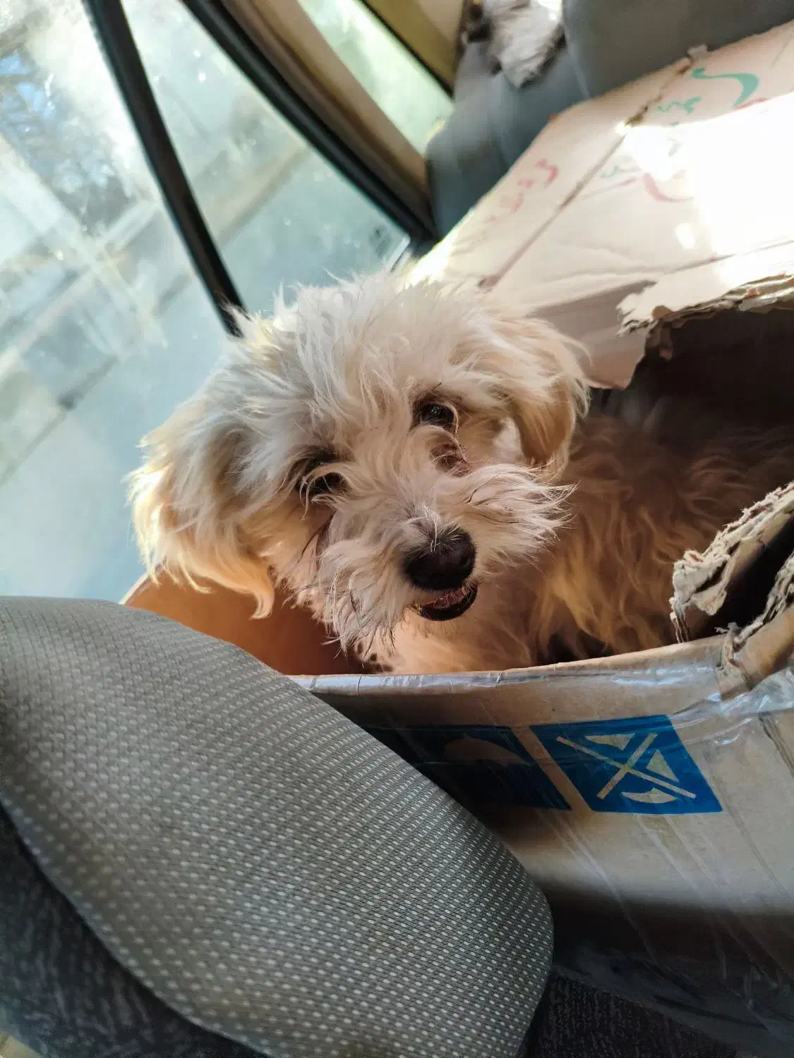 سگ شیتزو|سگ|شیراز, شهرک مهرگان|دیوار