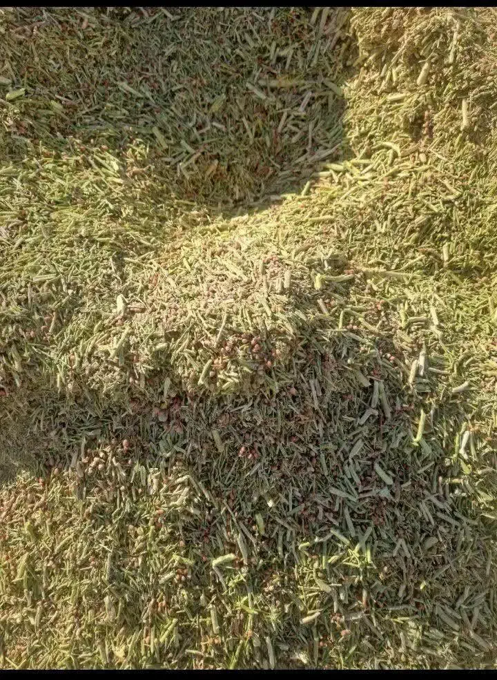 خار درجه یک  سبز نرم برای گوسفند بز شتر مرغ|لوازم جانبی حیوانات|رفسنجان, |دیوار