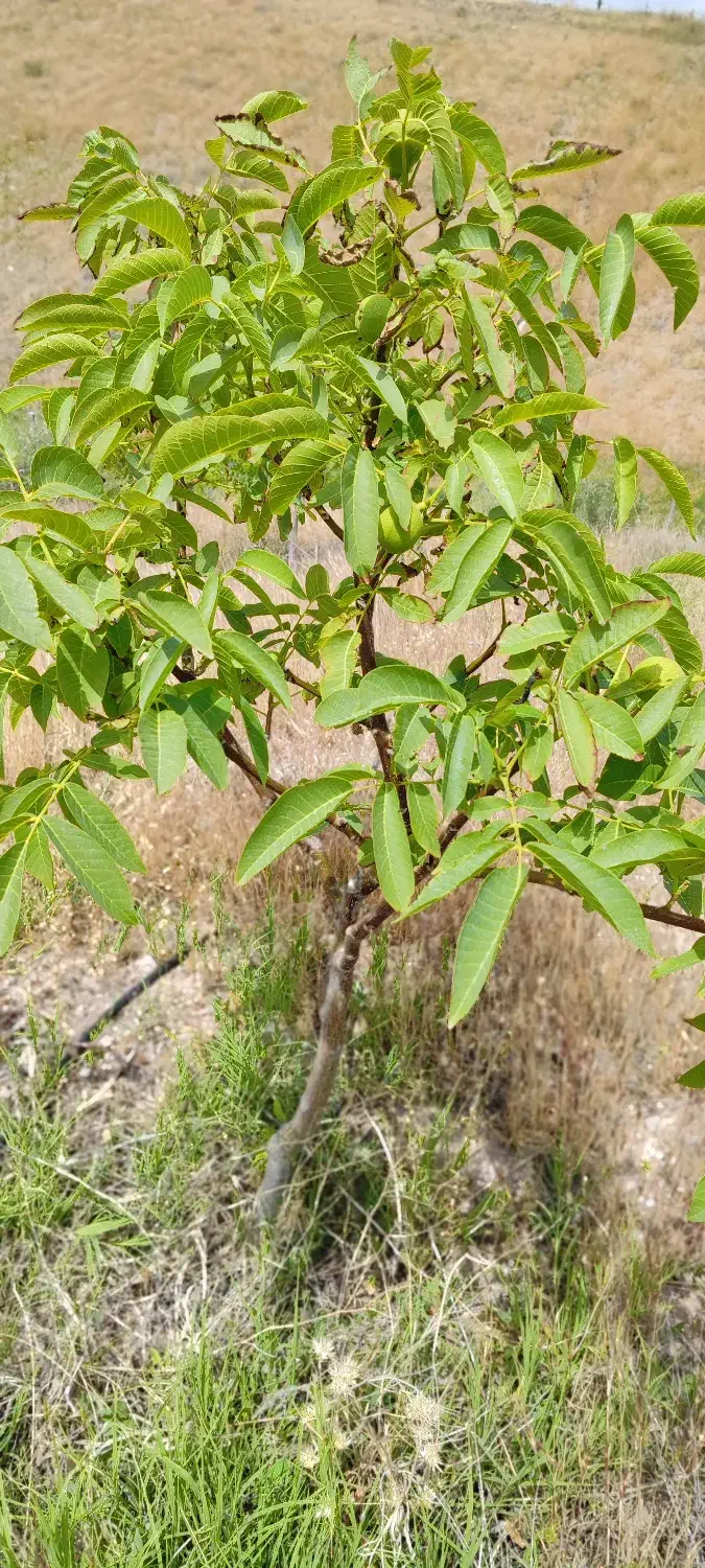 فروش باغ|فروش زمین و ملک کلنگی|میانه, |دیوار