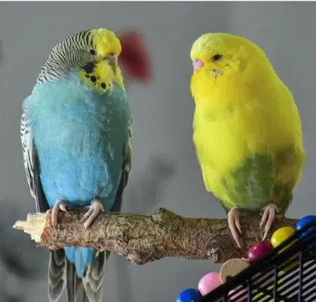 دوعدد مرغ عشق زیبا|پرنده|یاسوج, |دیوار