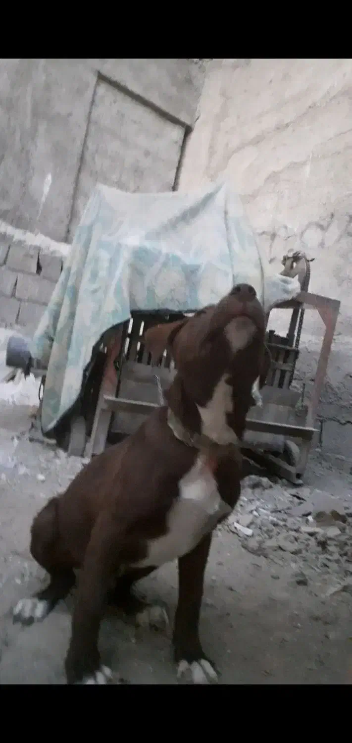 سگ نگهبان|سگ|باغستان, |دیوار