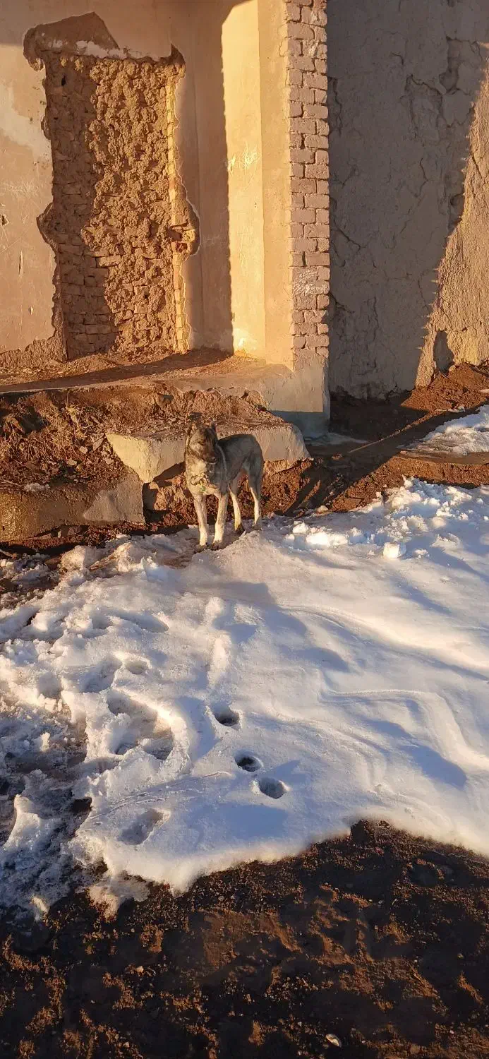 توله‌عراقی‌نر|سگ|قیدار, |دیوار