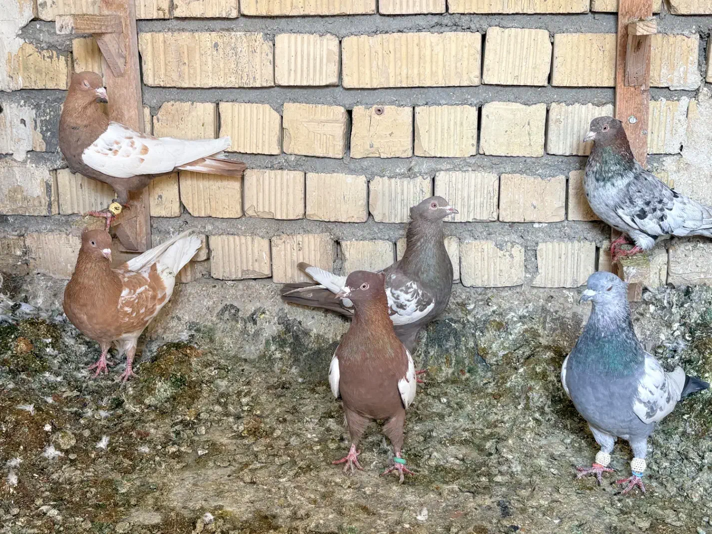 بهبونی پرشی|پرنده|شیراز, فرودگاه شهید دستغیب شیراز|دیوار