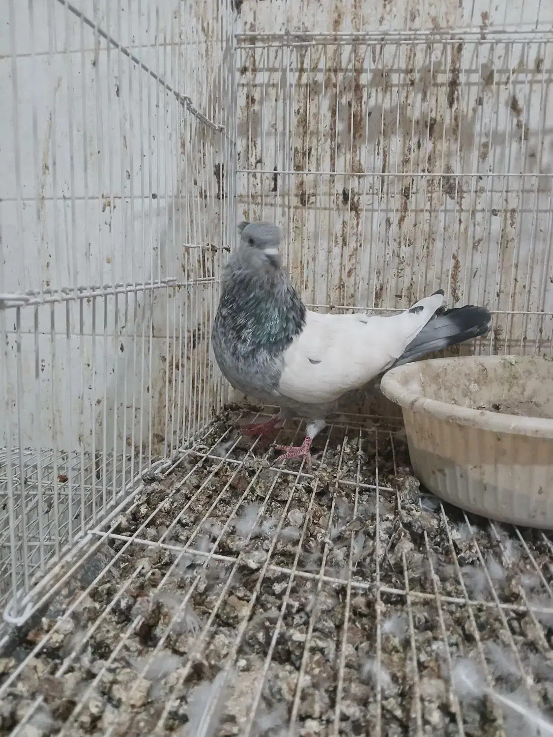 کبوتر کله سینه دم سفید دم سیاه طوقی|پرنده|شیروان (خراسان), |دیوار