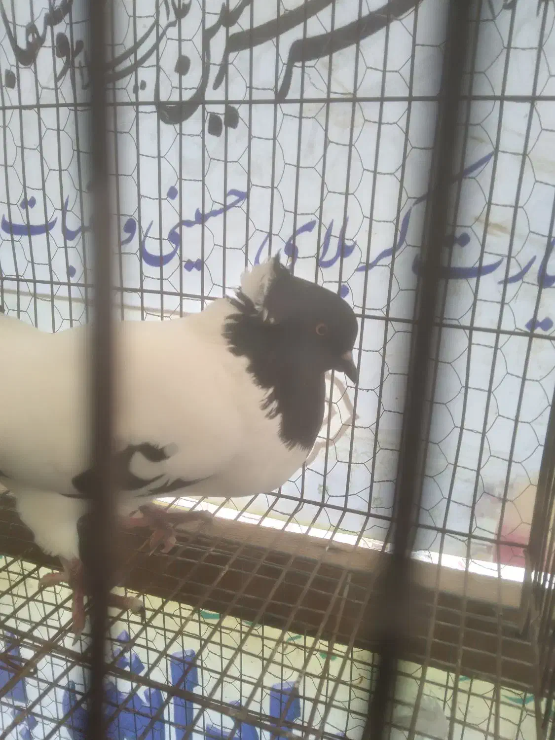 کبوتر پرستویی.فروش یا معاوضه|پرنده|آمل, |دیوار