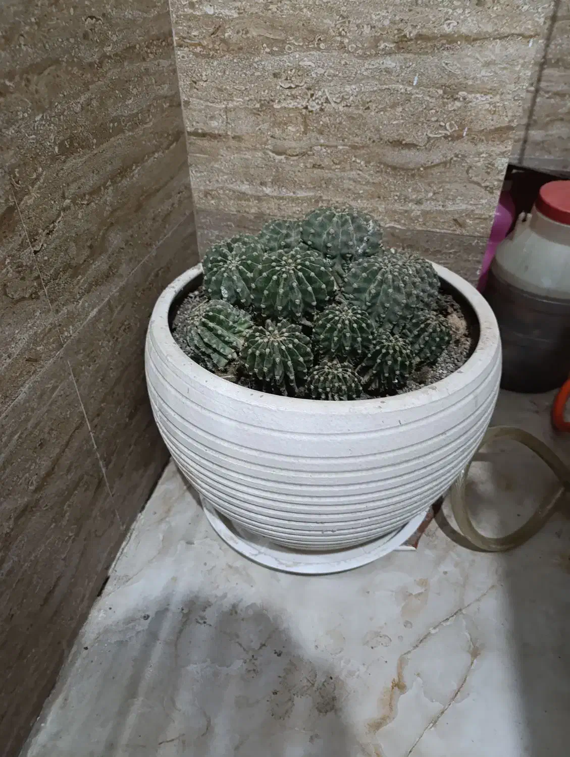 گل کاکتوس|گل و گیاه طبیعی|شاهدشهر, |دیوار