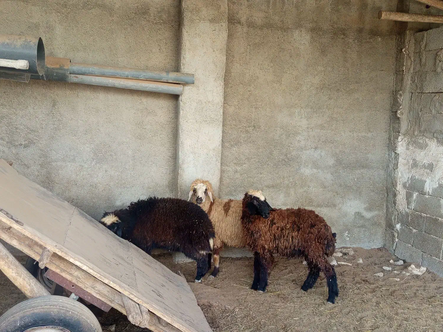 سه عدد بره فروشی|حیوانات مزرعه|برازجان, |دیوار