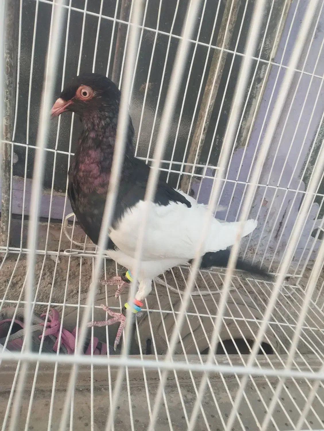 ماده یهودی|پرنده|هامون, |دیوار