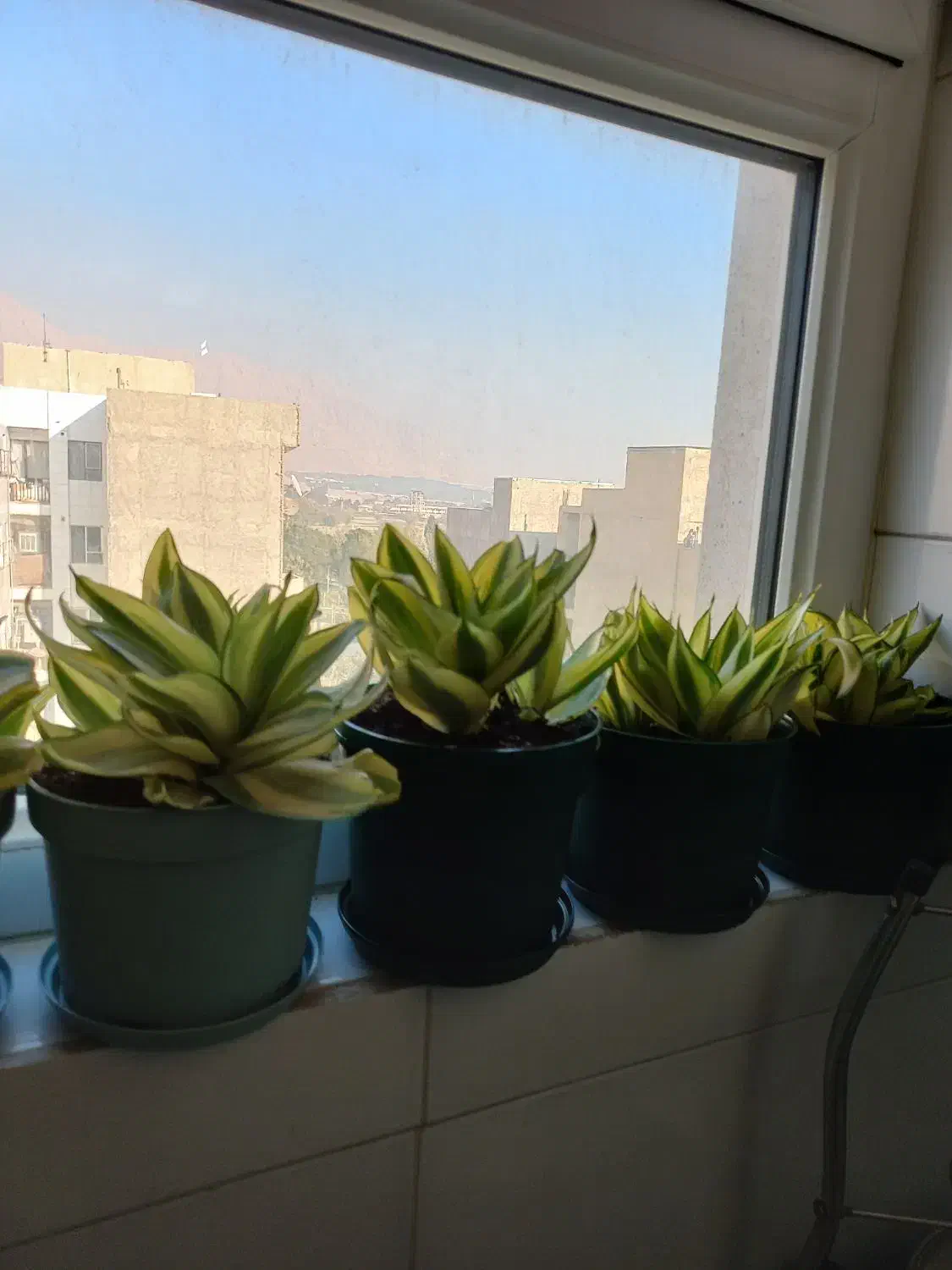 گلدون سانسوریا|گل و گیاه طبیعی|ری, تقی آباد|دیوار