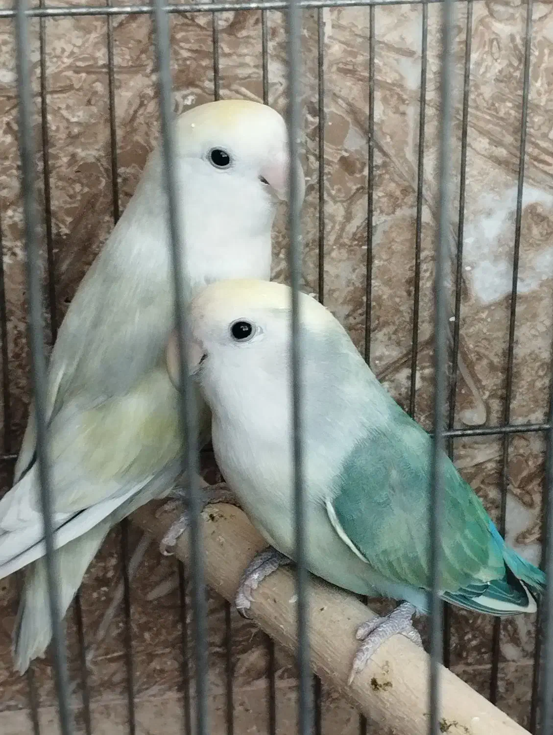 کوتوله برزیلی مولد واقعی درجه یک .|پرنده|گلپایگان, |دیوار