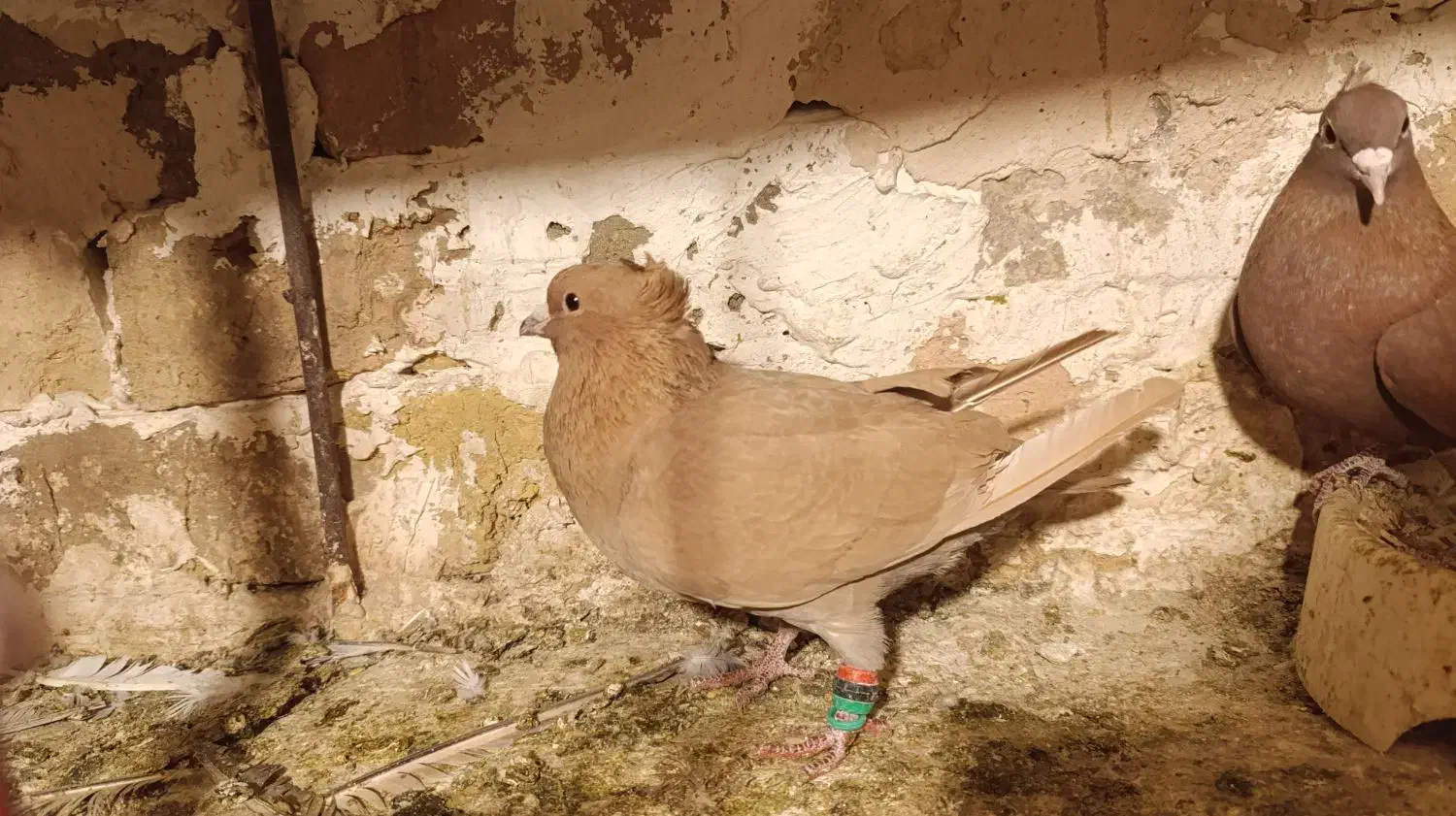 کفتر زرد کرمونی. کرمانی  کاکلی  ماده|پرنده|طرقبه, |دیوار