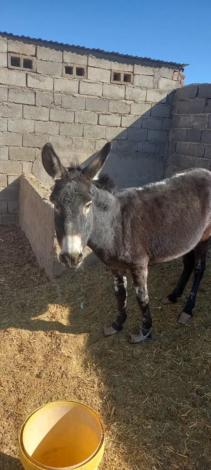 الاغ ماده|حیوانات مزرعه|بردسیر, |دیوار