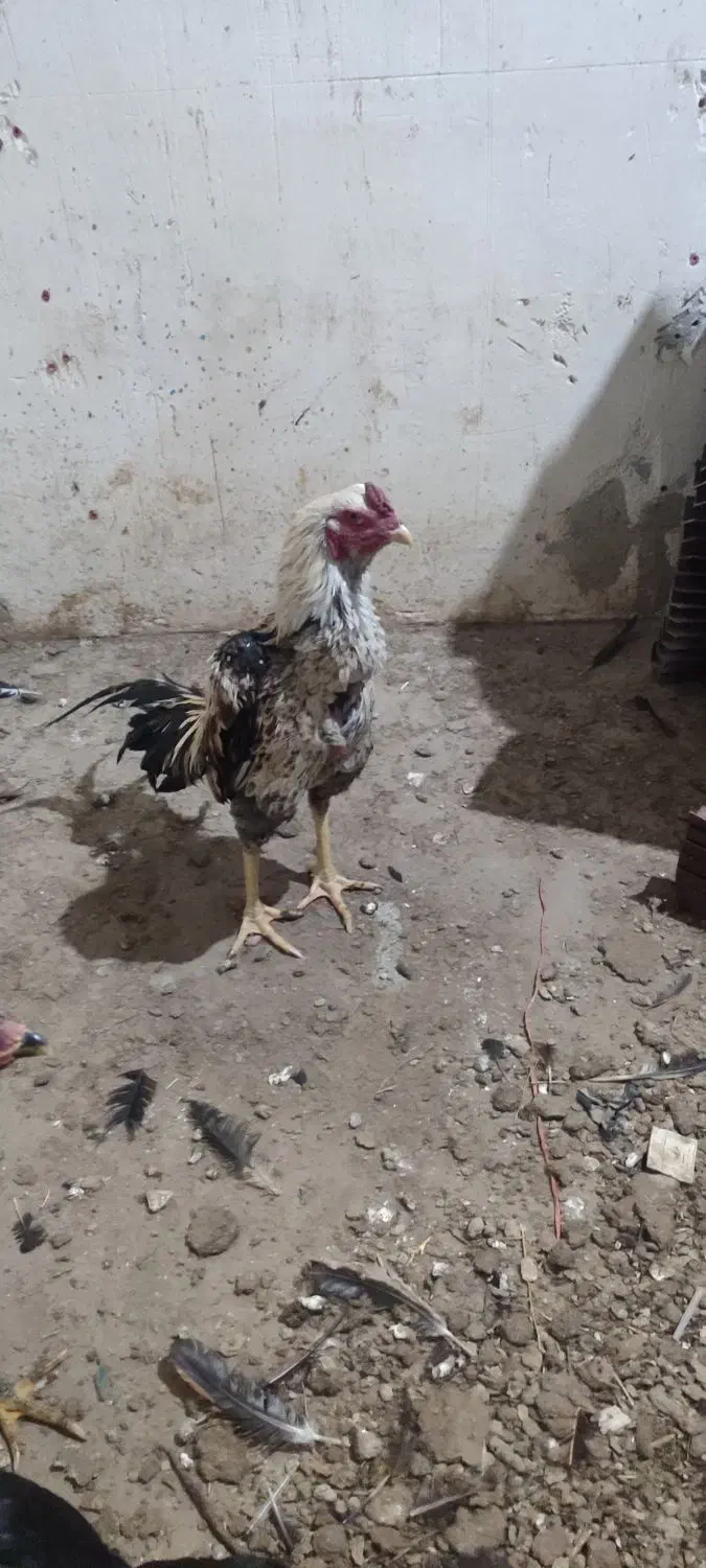 خروس لاری|حیوانات مزرعه|نقده, |دیوار