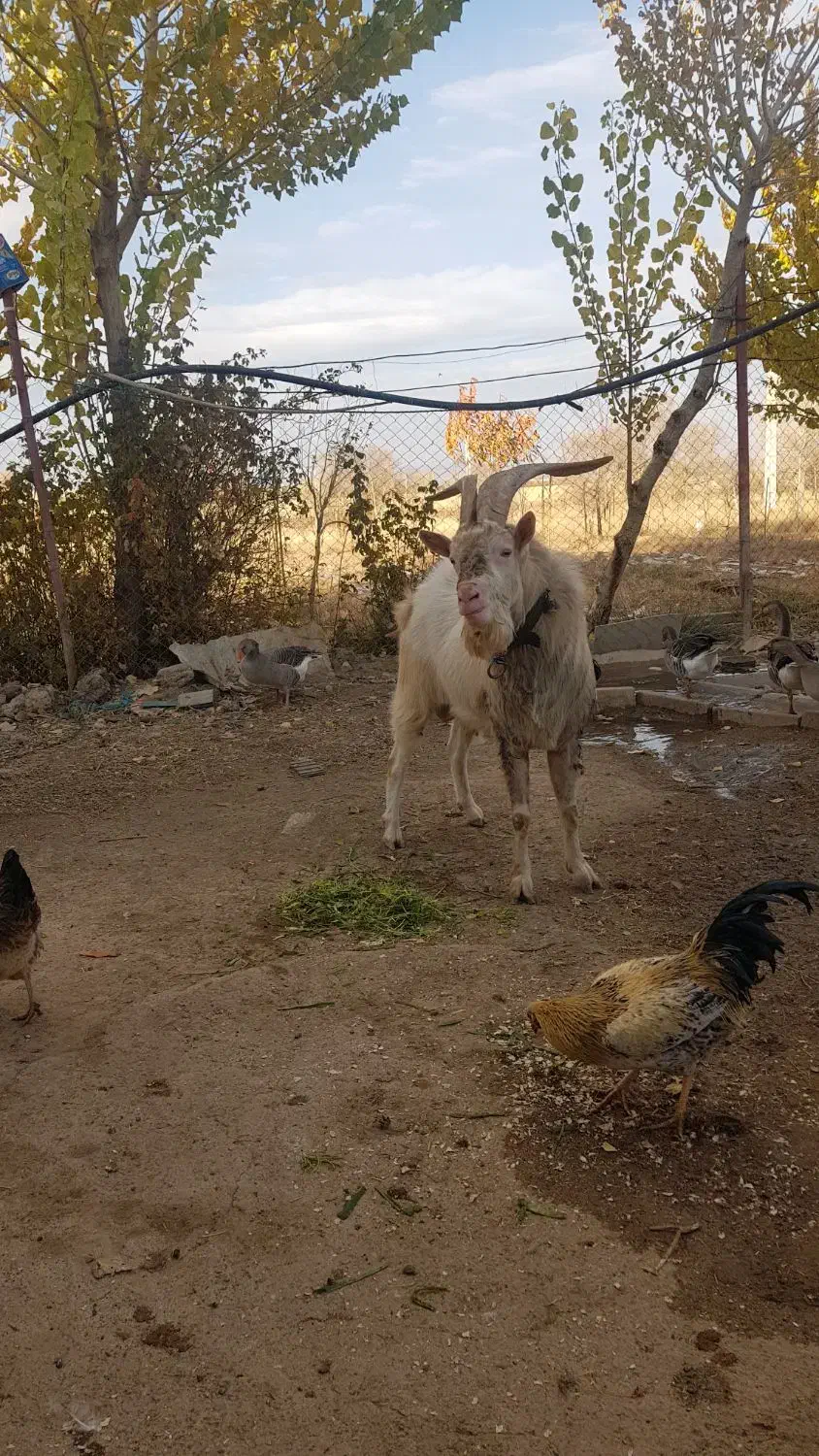 بز سانن|حیوانات مزرعه|قیدار, |دیوار