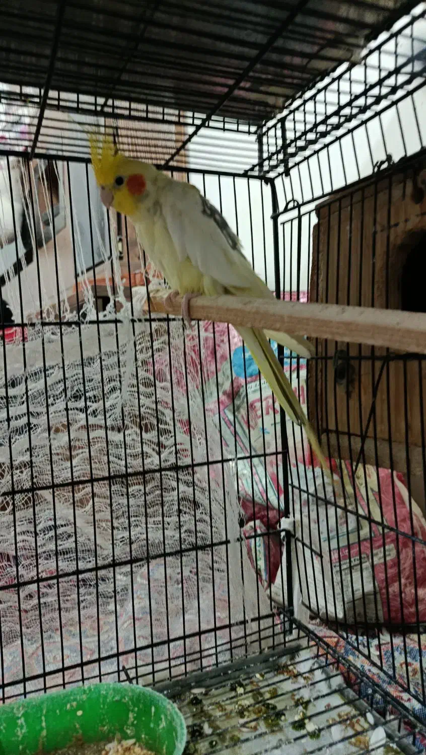 عروس هلندی|پرنده|طبس, |دیوار