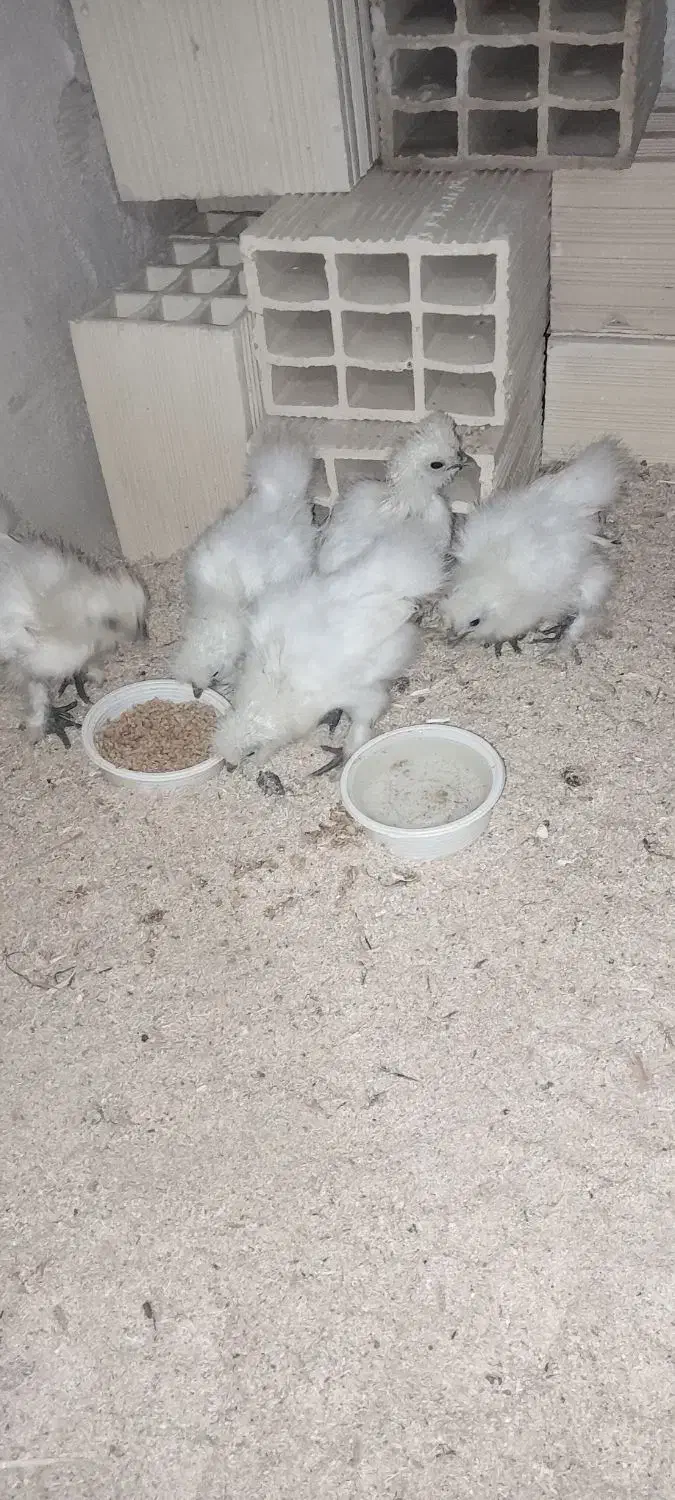 جوجه ابریشمی|حیوانات مزرعه|تبریز, |دیوار