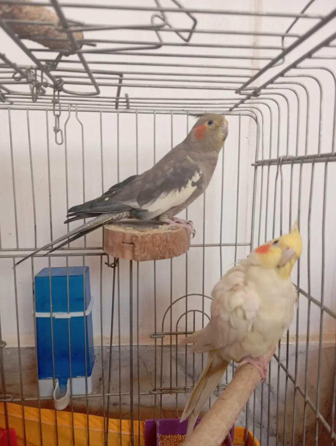 عروس هلندی نر و ماده|پرنده|رباطکریم, نصیرشهر|دیوار