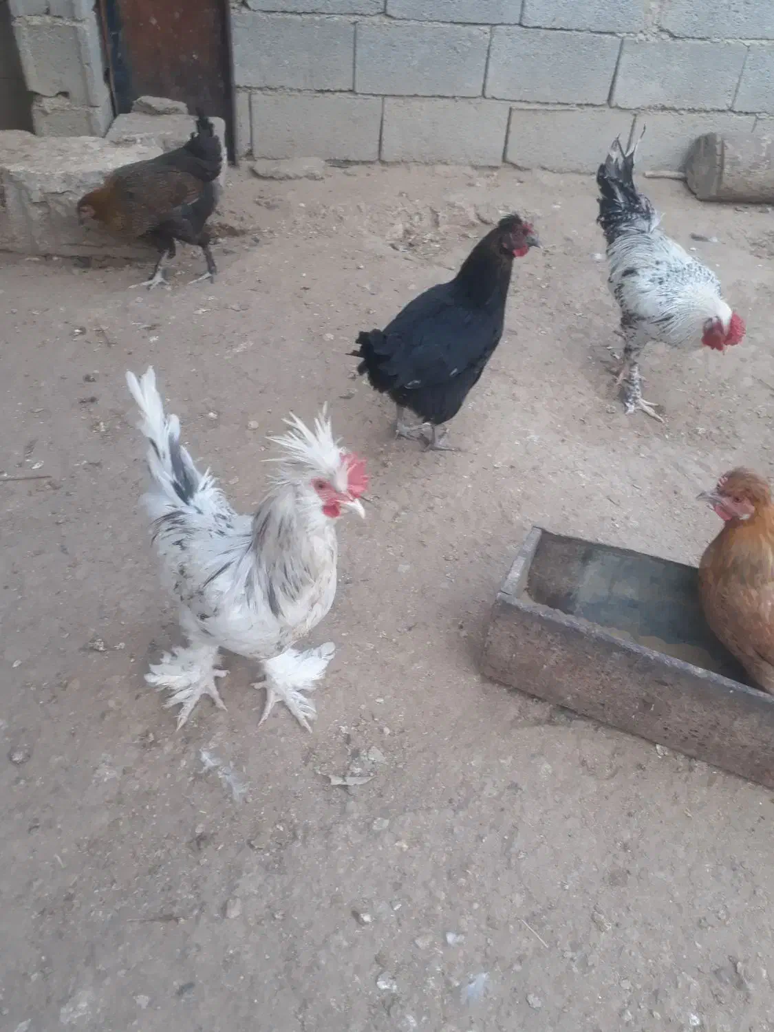 حیوانات مزرعه|حیوانات مزرعه|سوق, |دیوار