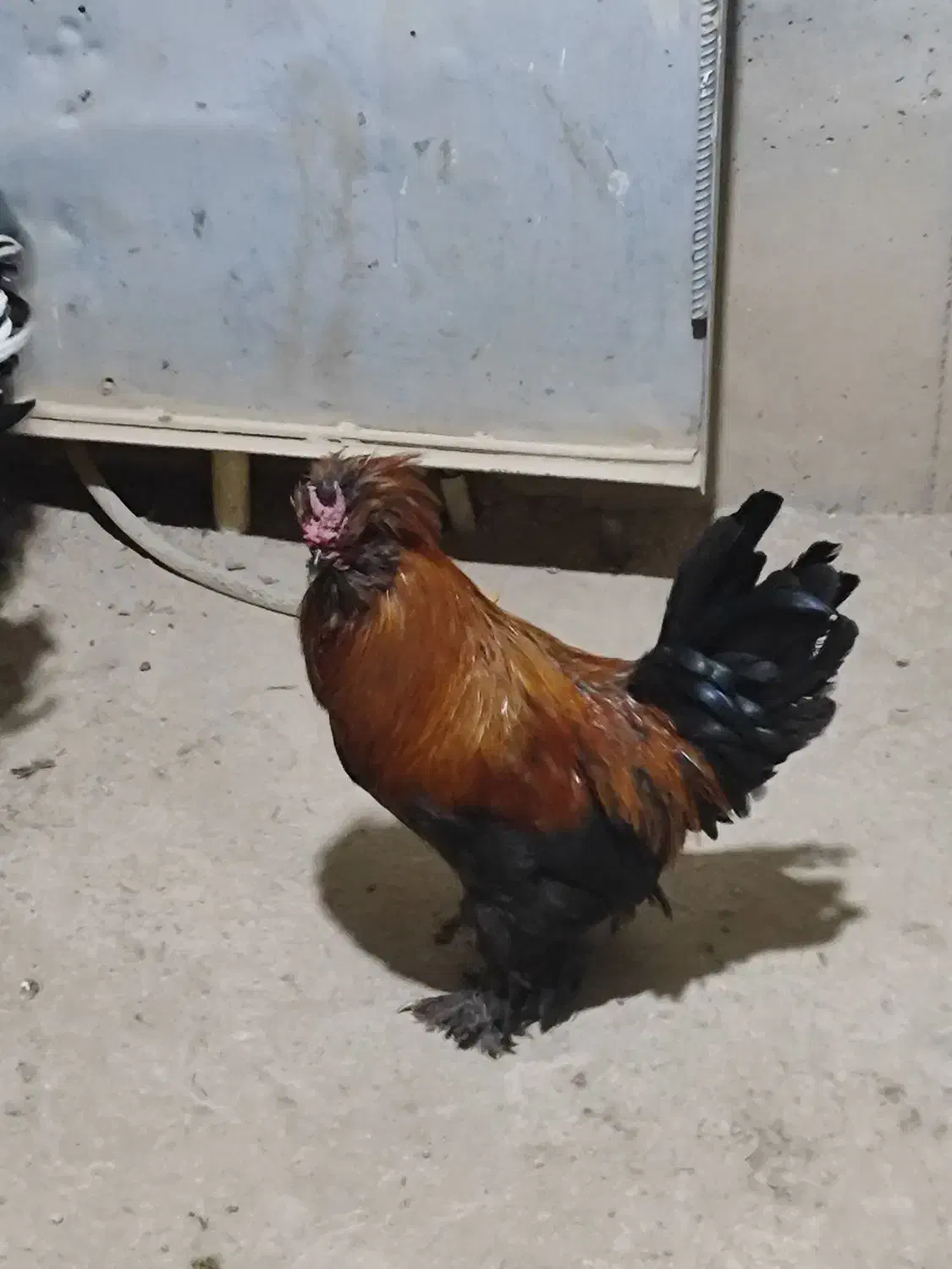 مرغ خروس|حیوانات مزرعه|محمدشهر, کوی بهار|دیوار