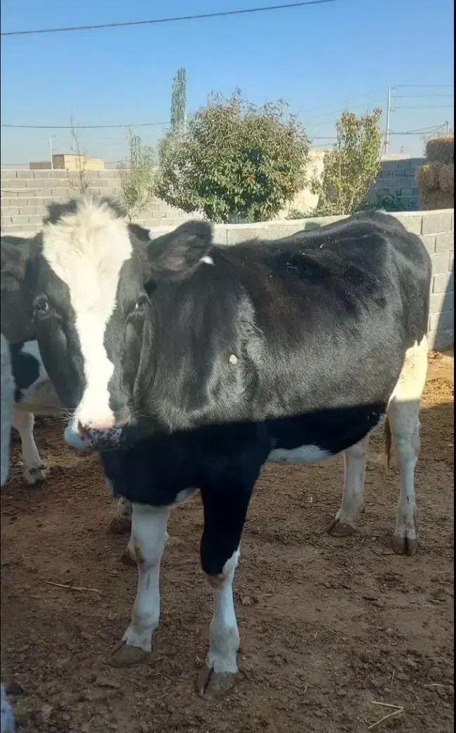 تلیسه،گاو با گوساله نر|حیوانات مزرعه|تربت جام, میان جام|دیوار