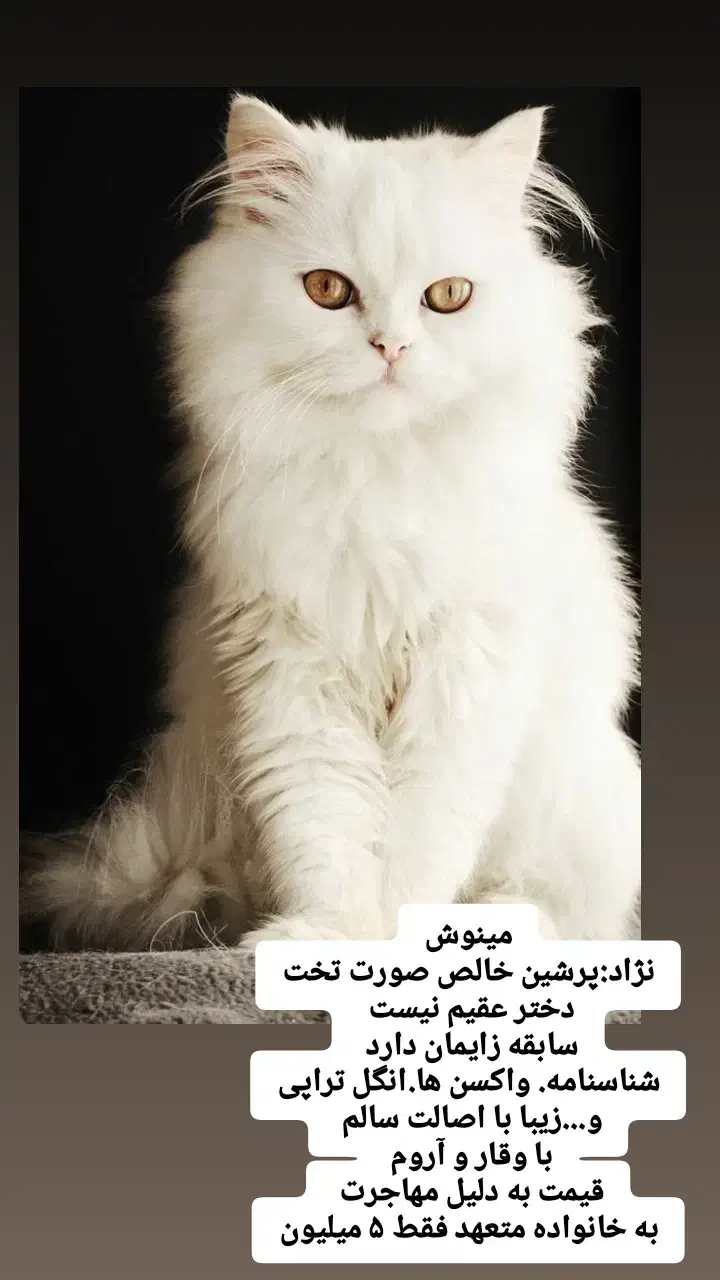 پرشین ماده.اسکاتیش نر فوری|گربه|آمل, |دیوار