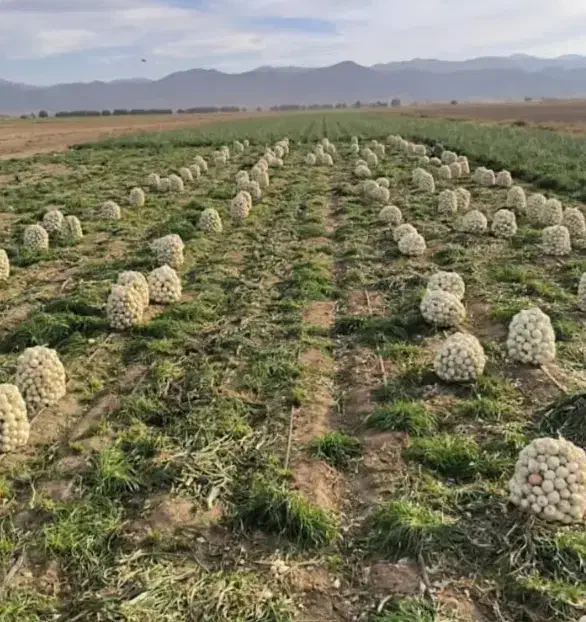 خرید و فروش محصولات کشاورزی|خوردنی و آشامیدنی|جیرفت, |دیوار