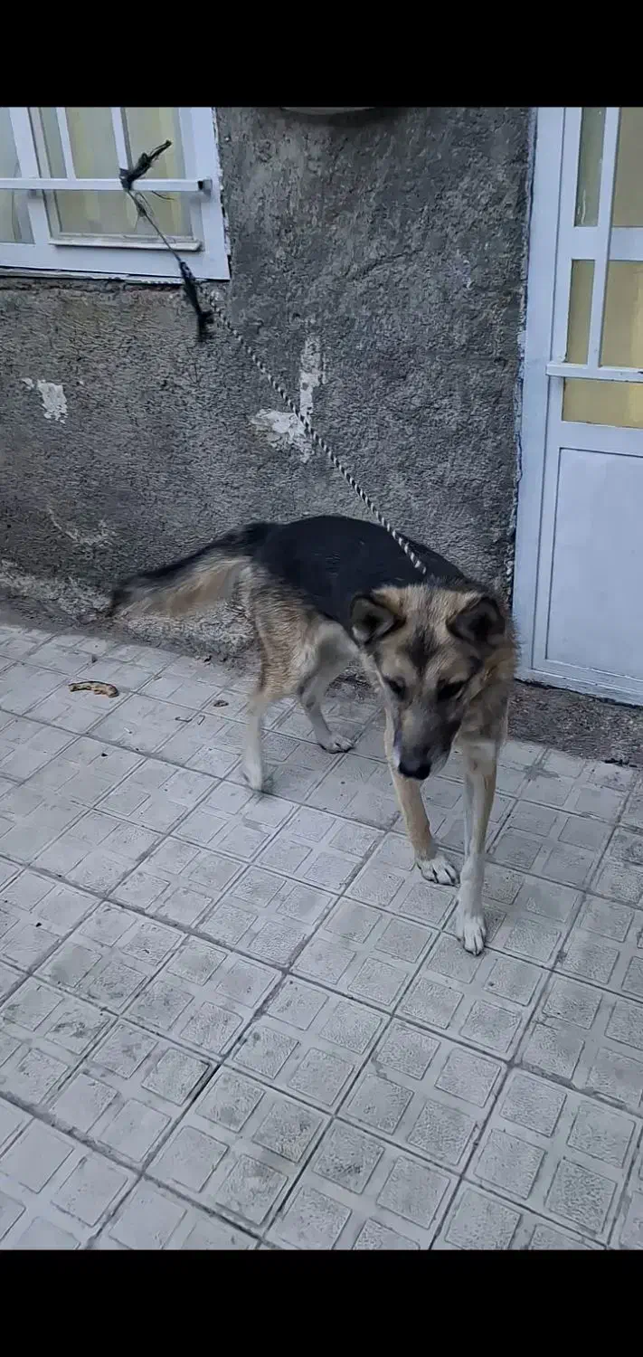 فروشی|سگ|چناران, |دیوار