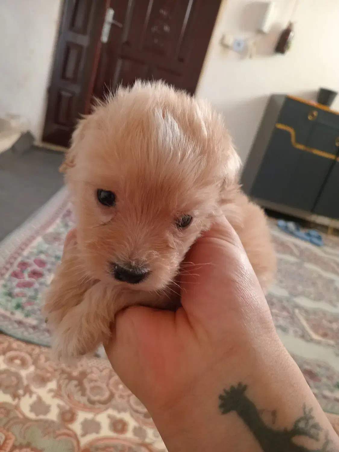 سگ نر پودل کراس|سگ|مشهد, نظام دوست|دیوار