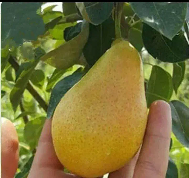 گلابی بیروتی ، درخت گلابی ، نهال،نهالستان در مشهد|خدمات باغبانی و درختکاری|مشهد, خواجه ربیع|دیوار