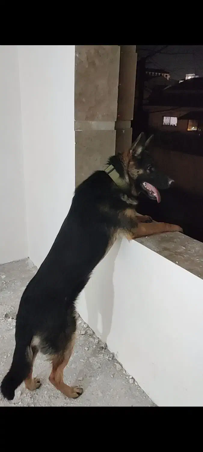 سگ گمشده|حیوانات|رشت, دیلمان|دیوار