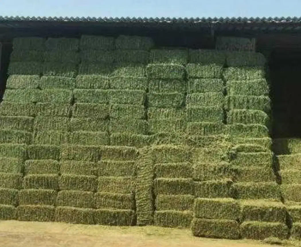 یونجه|لوازم جانبی حیوانات|نوشین شهر, |دیوار