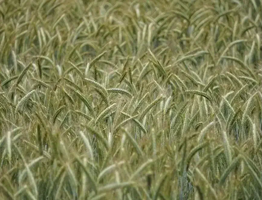 بذر تریتیکاله اصل آمریکا کالیفرنیا73وانواع بذر جو|خدمات باغبانی و درختکاری|مشهد, چاهشک|دیوار