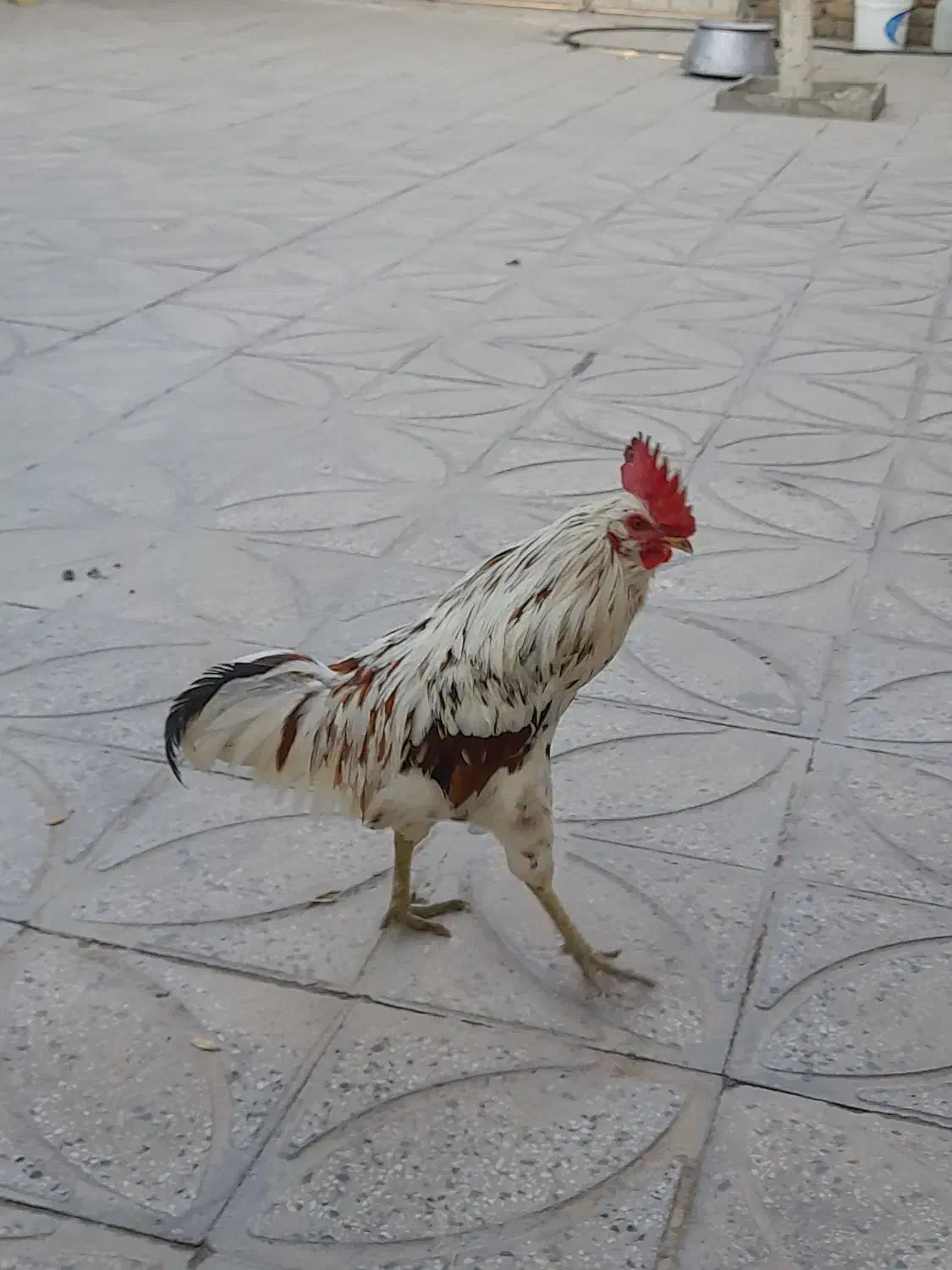 خروس|حیوانات مزرعه|قلعه نو, |دیوار